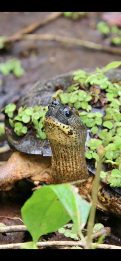 Cabinas El Muellecito Tortuguero Zewnętrze zdjęcie