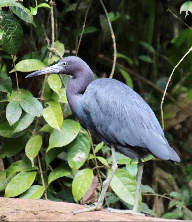 Cabinas El Muellecito Tortuguero Zewnętrze zdjęcie