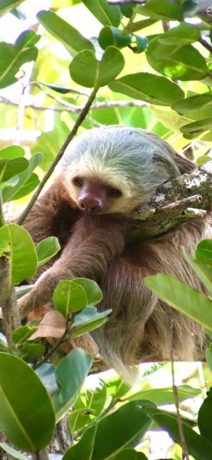 Cabinas El Muellecito Tortuguero Zewnętrze zdjęcie